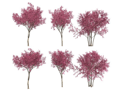 樱花树SU模型
