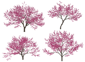 现代樱花树景观树SU模型
